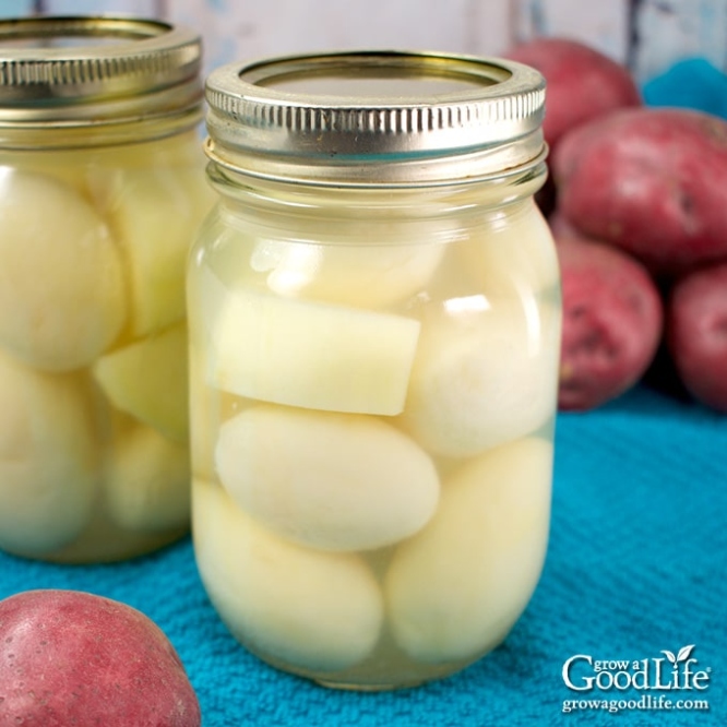 Easy-peasy Potato Canning: No Pressure Cooker Required!